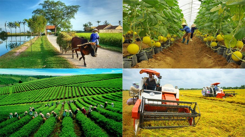 Các loại hình hợp tác xã nông nghiệp năm 2023